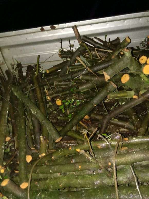 火棘下山桩干插怎么比发芽还快 图片