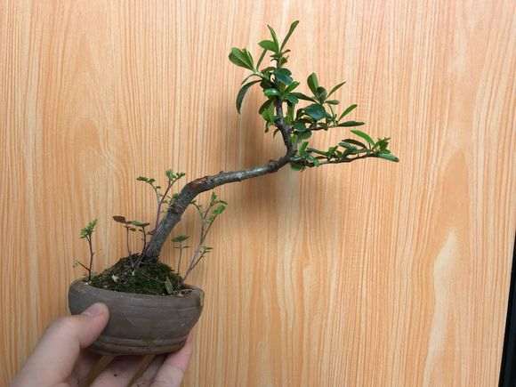 水插芊的小火棘下山桩 可以吗 图片