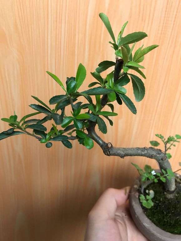 水插芊的小火棘下山桩 可以吗 图片