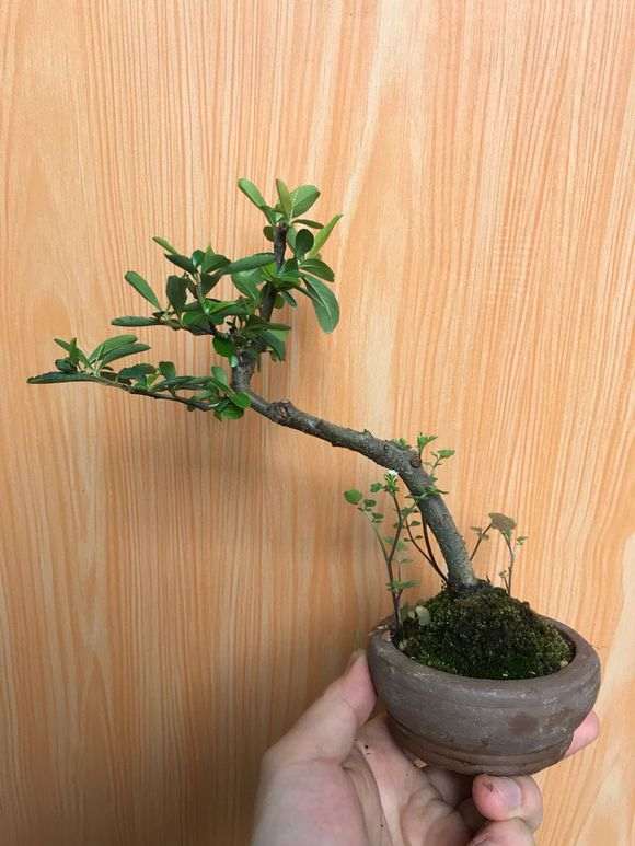 水插芊的小火棘下山桩 可以吗 图片