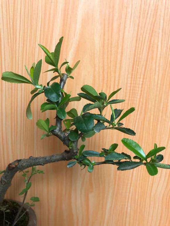 水插芊的小火棘下山桩 可以吗 图片