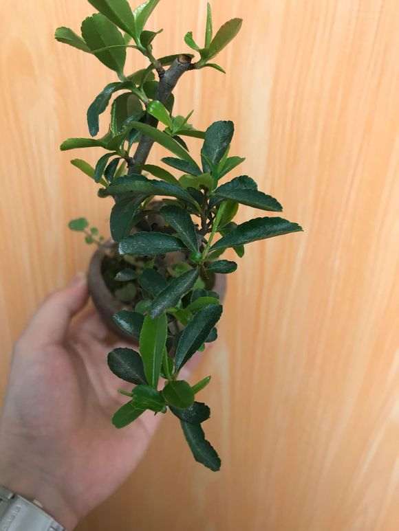 水插芊的小火棘下山桩 可以吗 图片