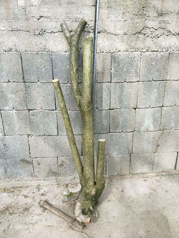 哪个产地的火棘下山桩果大色正 图片