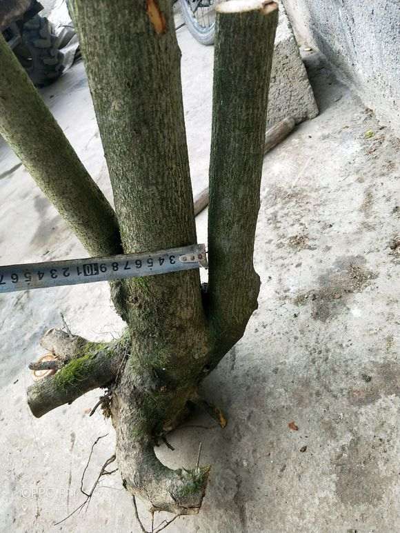 哪个产地的火棘下山桩果大色正 图片