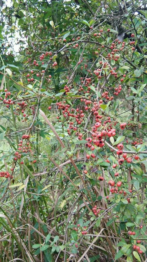 哪个产地的火棘下山桩果大色正 图片