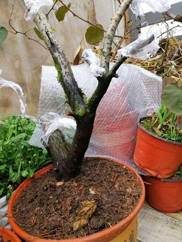 火棘下山桩说明时间挖成活率 最高