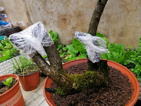 火棘下山桩说明时间挖成活率 最高