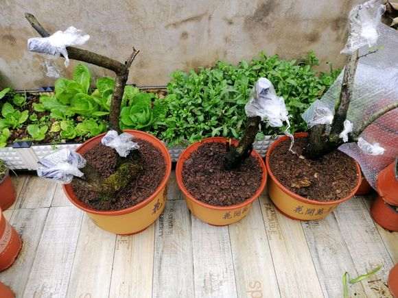 火棘下山桩说明时间挖成活率 最高