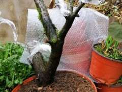 火棘下山桩说明时间挖成活率 最高