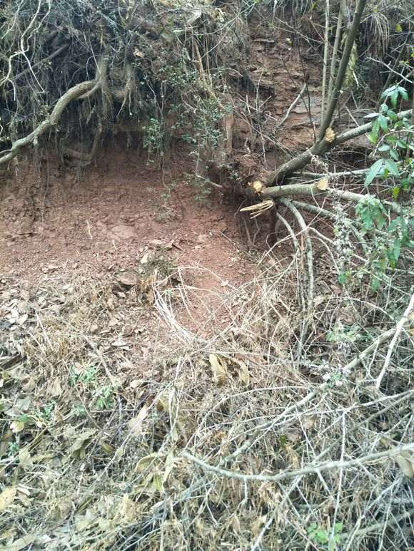 挖火棘下山桩的时候 弄断主根 怎么办