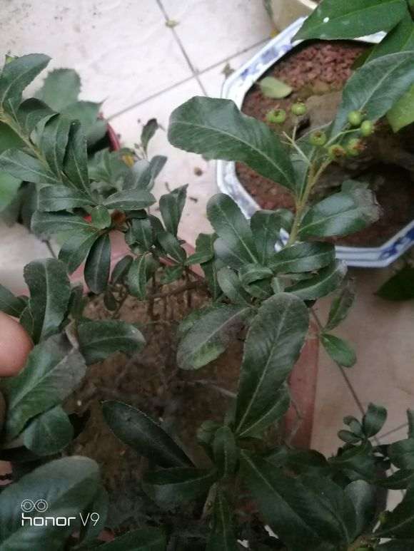 火棘下山桩叶子的叶尖发黑 怎么办 图片