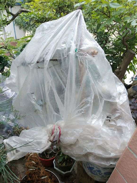 棘下山桩换盆时 伤了根 怎么办 图片