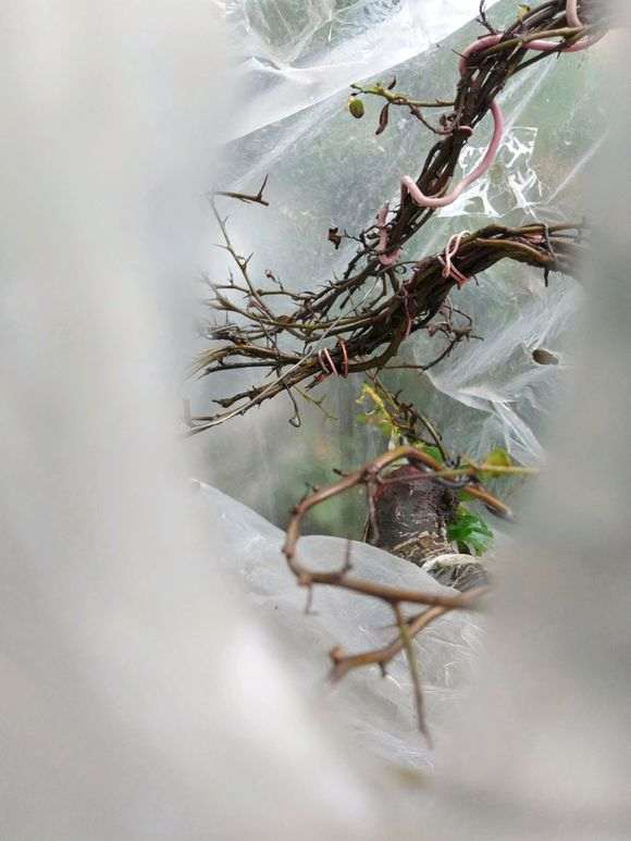 棘下山桩换盆时 伤了根 怎么办 图片