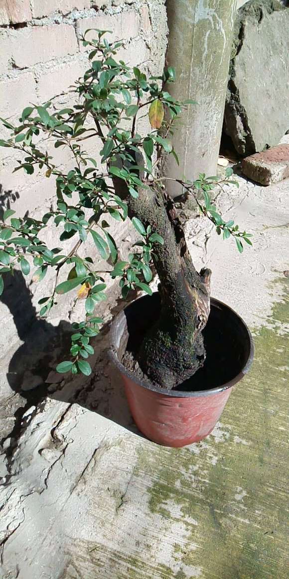 火棘下山桩发芽后干巴 怎么办 图片