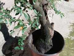 为什么火棘下山桩不应该长时间泡水