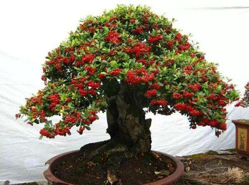 火棘盆景冬天可以修剪吗 图片