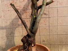 河南冬天可以地栽火棘下山桩吗 图片