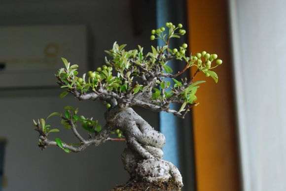 为什么中国的盆景绝不输日本 图片