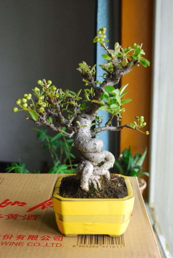 为什么中国的盆景绝不输日本 图片