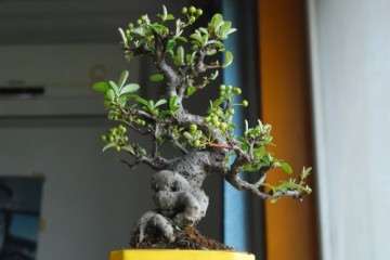 为什么中国的盆景绝不输日本 图片