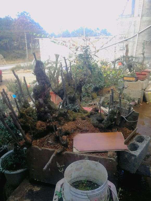 为什么榉树下山桩再不拿弯 就难弯了