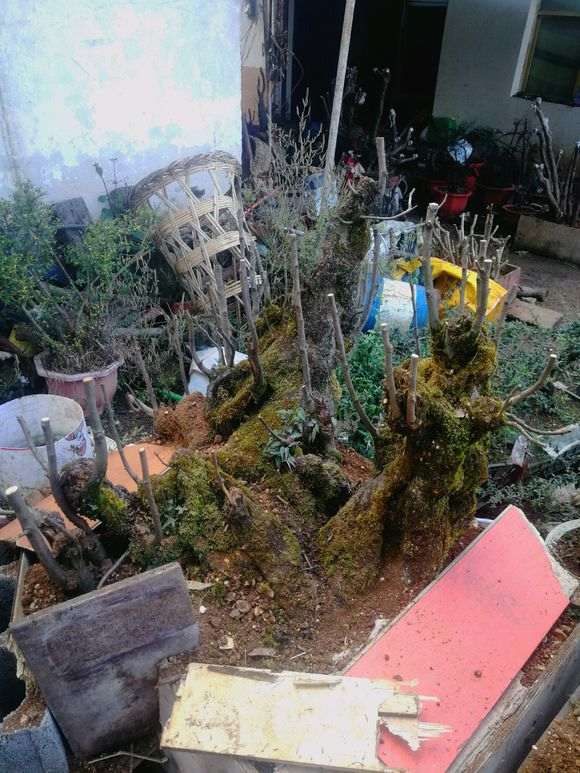 为什么榉树下山桩再不拿弯 就难弯了