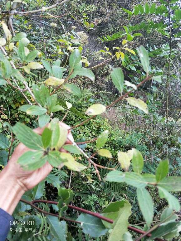 为什么榉树下山桩再不拿弯 就难弯了