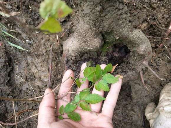为什么榉树下山桩再不拿弯 就难弯了