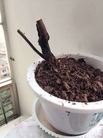 火棘下山桩上盆后怎么能成活 图片