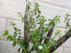 为什么火棘下山桩不能放太阳下养了 图片