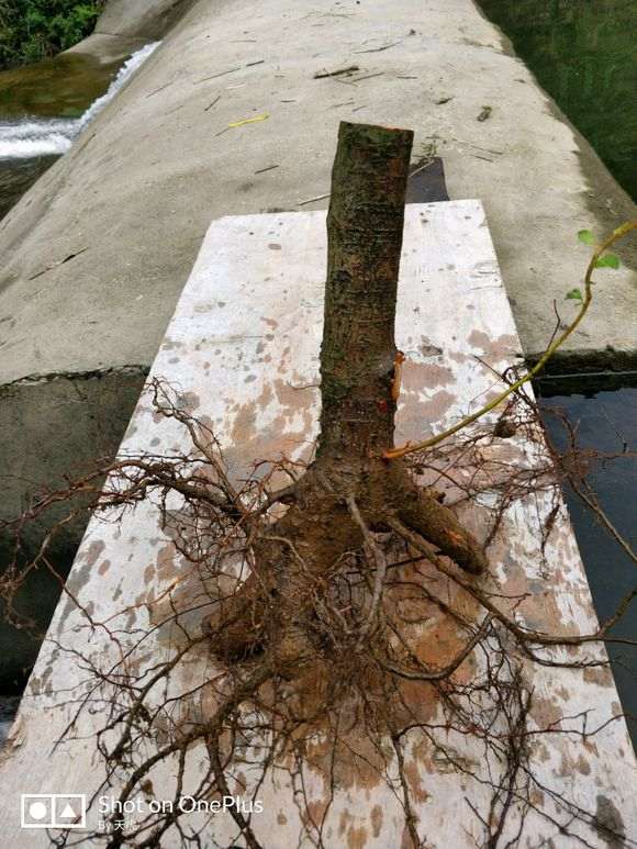 为什么火棘下山桩要修剪根须 图片