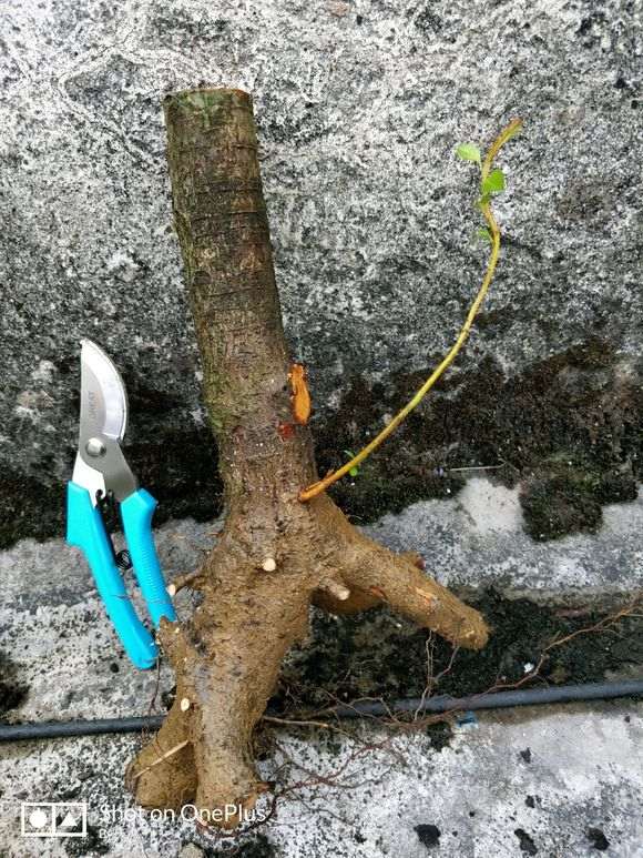 为什么火棘下山桩要修剪根须 图片