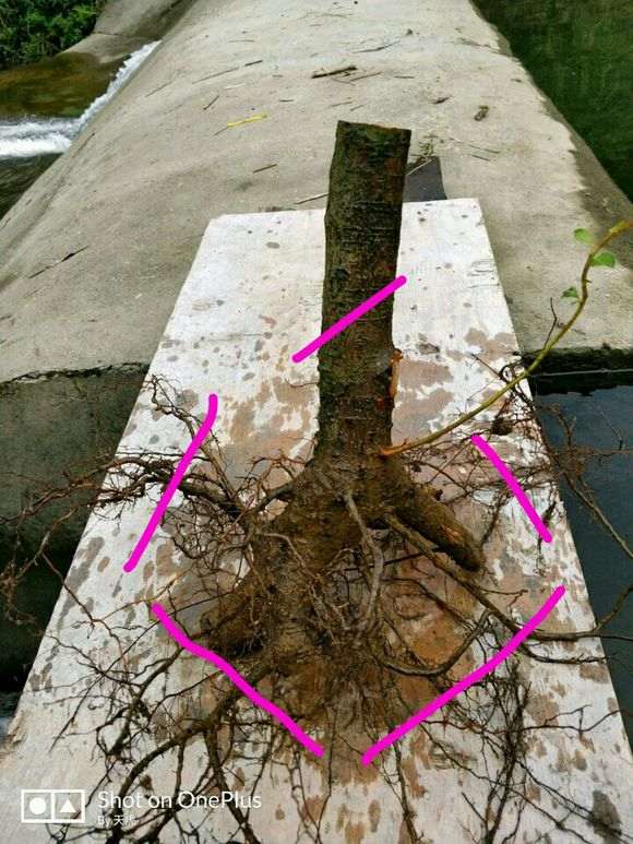 为什么火棘下山桩要修剪根须 图片