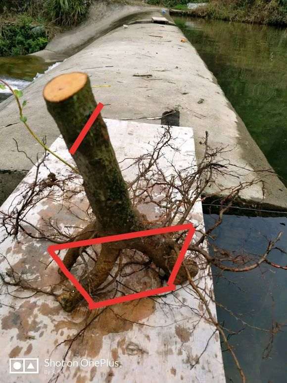 为什么火棘下山桩要修剪根须 图片