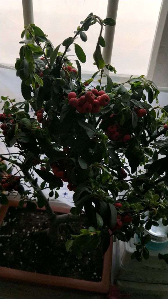 火棘下山桩叶子果子全部打蔫 怎么办