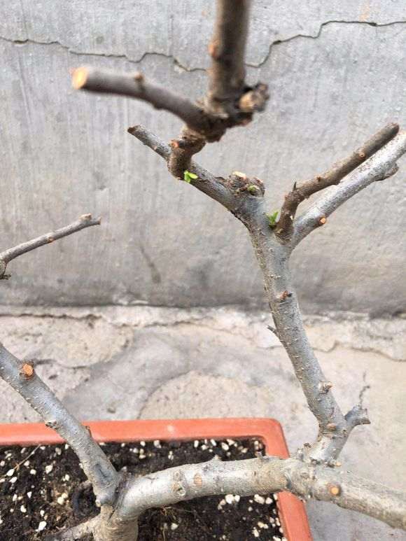 火棘下山桩和无刺枸骨 哪个更上档