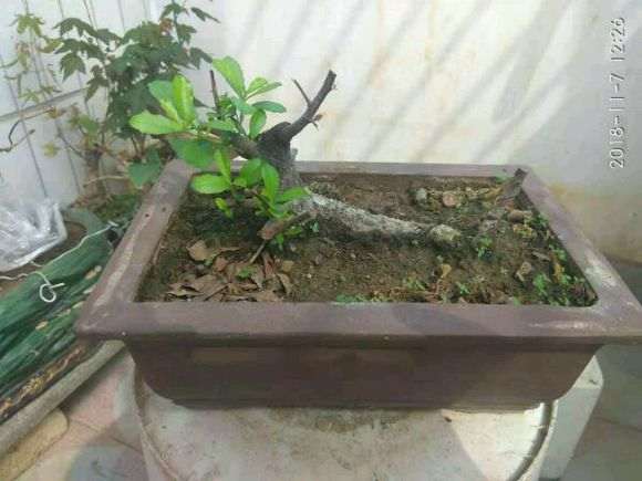 火棘下山桩严重脱水后 怎么办 图片