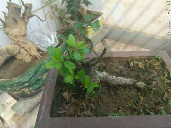 火棘下山桩严重脱水后 怎么办 图片