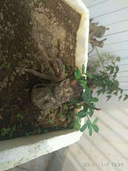 火棘下山桩严重脱水后 怎么办 图片