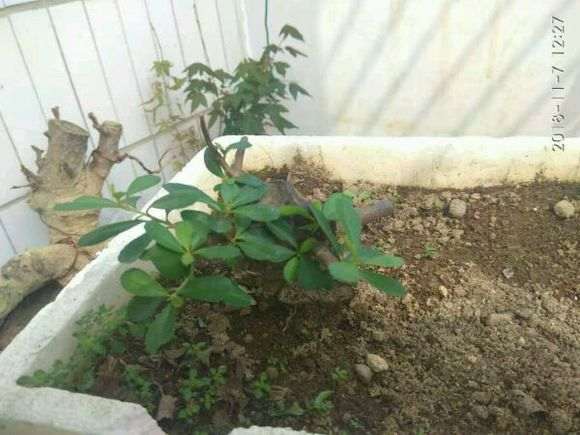 火棘下山桩严重脱水后 怎么办 图片