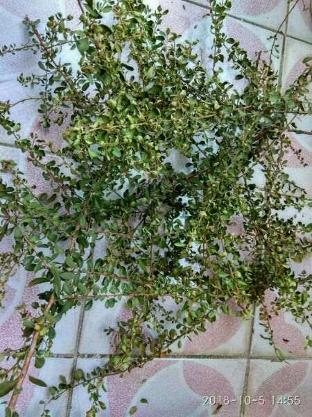 火棘下山桩严重脱水后 怎么办 图片