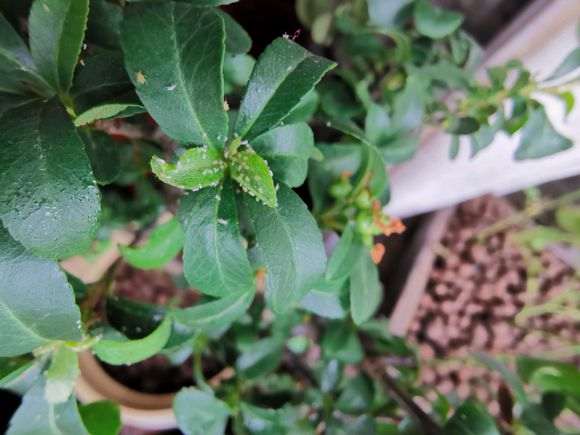 火棘下山桩叶子上长了小虫子 怎么办