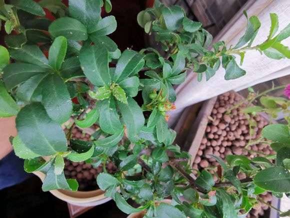 火棘下山桩叶子上长了小虫子 怎么办