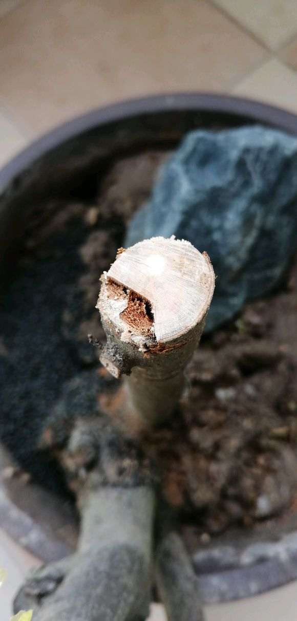 为什么不要夏天买火棘下山桩 图片