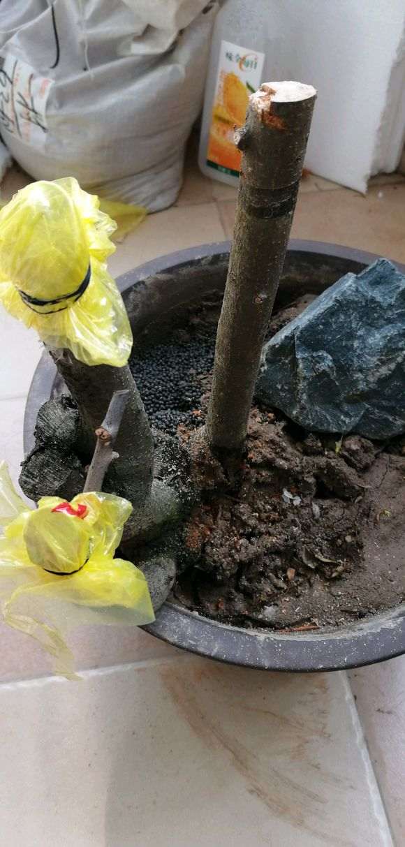 为什么不要夏天买火棘下山桩 图片