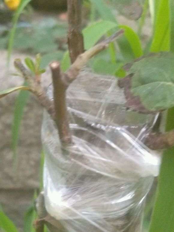 山楂砧木嫁接火棘下山桩发芽2个月