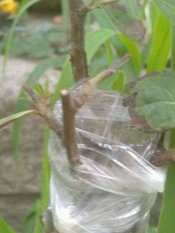 山楂砧木嫁接火棘下山桩发芽2个月