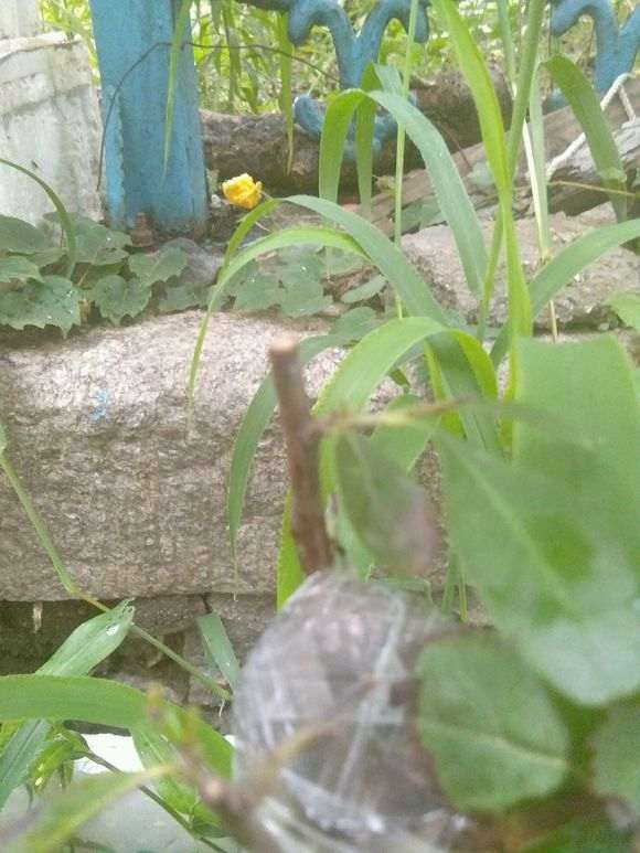 山楂砧木嫁接火棘下山桩发芽2个月