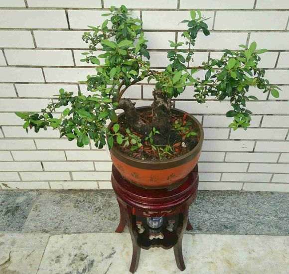 为什么火棘下山桩果子还不红 图片