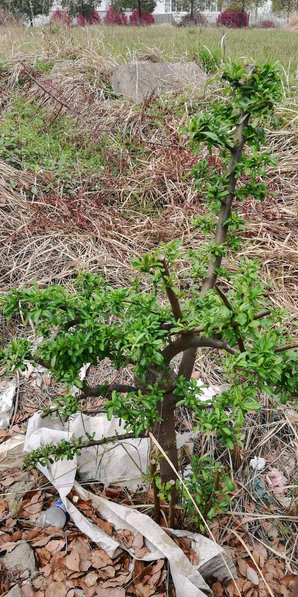 火棘下山桩高压后怎么母株分离 图片